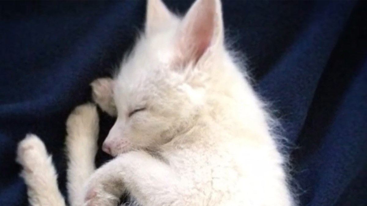 Ova ljupka snježno bijela lisica rastopit će vaše srce